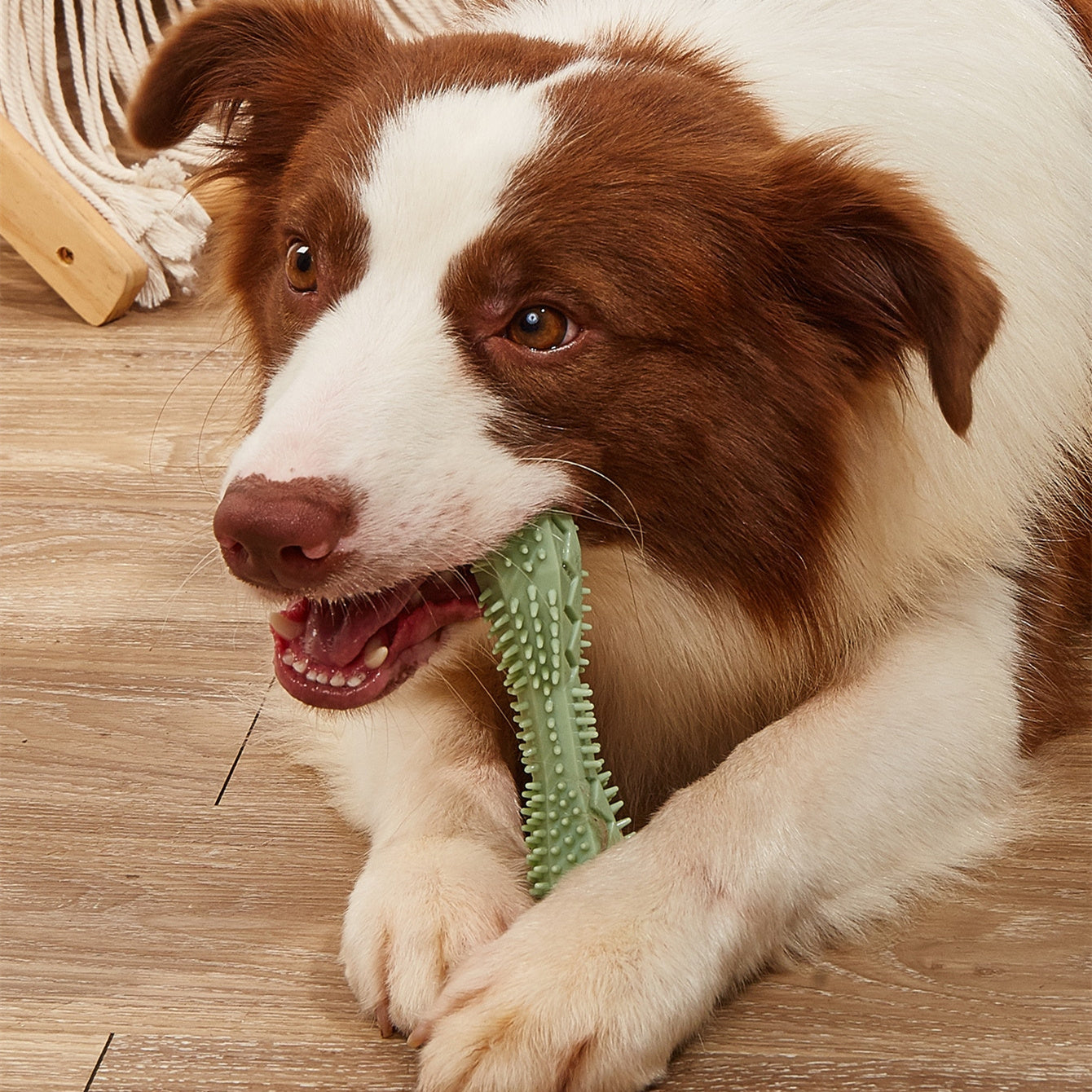PetBottle Matching Dental Cleaning Chew Toy